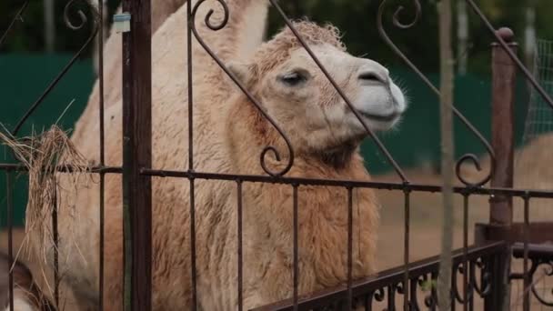 Portrait Camel Outdoors Metal Lattice Fence — Stock Video