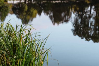 Göletteki sedge. Gökyüzünün sudaki yansıması. güneşli bir gün 