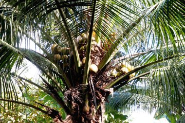 Ağaçta taze yeşil hindistan cevizi, hindistan cevizi palmiyesinde hindistan cevizi kümesi, arka planda açık mavi gökyüzü.