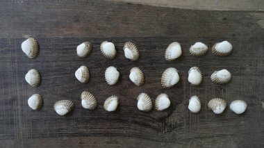 Ahşap arka planda güzel renkli deniz kabukları, deniz kabukları koleksiyonu, ahşap arka plan, yaz zamanı, beyaz ve kahverengi deniz kabukları yakın plan kompozisyonu