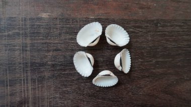 Ahşap arka planda güzel renkli deniz kabukları, deniz kabukları koleksiyonu, ahşap arka plan, yaz zamanı, beyaz ve kahverengi deniz kabukları yakın plan kompozisyonu