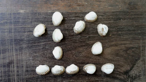 Conchas Coloridas Bonitas Fundo Madeira Coleção Conchas Fundo Madeira Hora — Fotografia de Stock