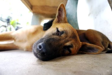 İki köpek çok tatlı uyuyor. 