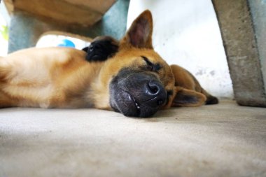 İki köpek çok tatlı uyuyor. 