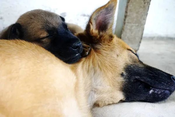 Дві Собаки Сплять Мило — стокове фото