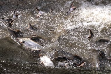 Pangasius larnaudii atlıyor, Pangasius larnaudii 'yi salda büyütüyor.