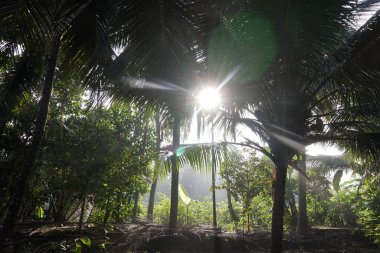 Hindistan cevizi hurma ağacı yakın çekim 
