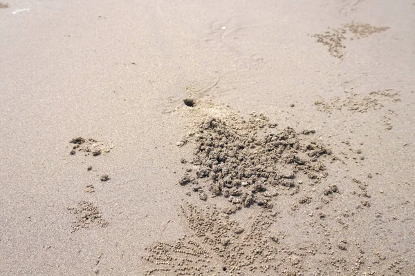 Песчаные Дюны Восточного Моря Песчаный Краб — стоковое фото