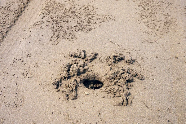Sand Dunes East Sea Sandcrab — Stock Photo, Image