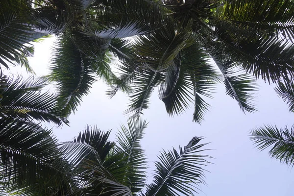 Palmy Kokosowe Drzewo Bliska — Zdjęcie stockowe