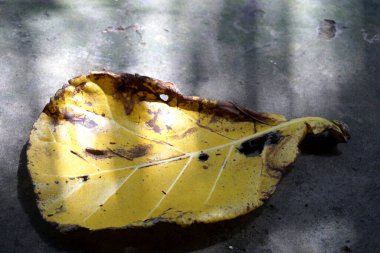 Hint badem yaprakları Terminalia katappa ağacından gelir.