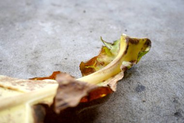 Hint badem yaprakları Terminalia katappa ağacından gelir.