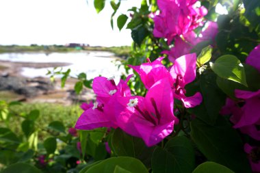 Bougainvillea, saat dörtte yaşayan Nyctaginaceae familyasına ait dikenli asmalar, çalılar ve ağaçların cinsidir.