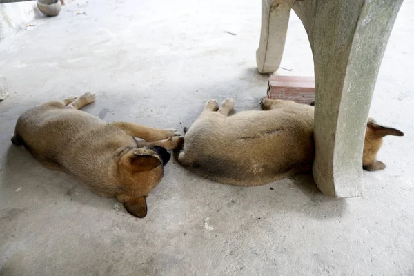 Uyuyan köpek çok tatlı.