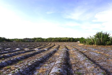 Çiftlik karpuz yetiştiriyor.