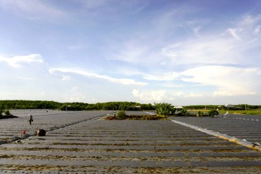 Çiftlik karpuz yetiştiriyor.