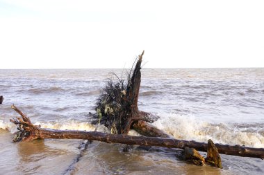 Çiftlik karpuz yetiştiriyor.