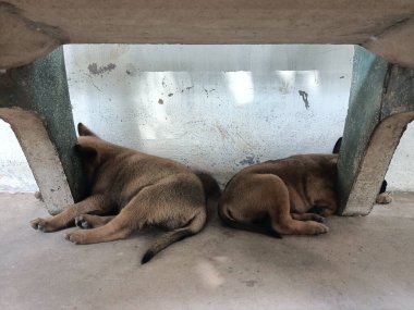 Uyuyan köpek çok tatlı.