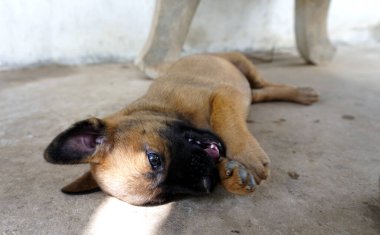 Çeşitli ifadeleri olan sevimli ve sevimli bir köpek yavrusu. 