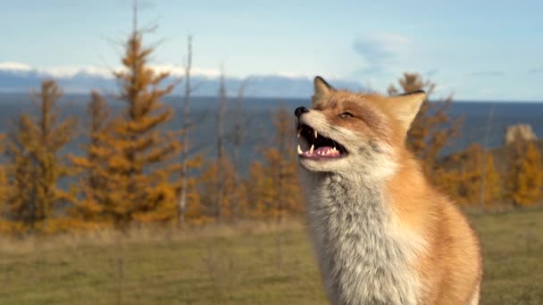 Portrait of a Red fox in the forest during the autumn — Stock Video