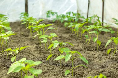 Tarımsal bir serada yetişen taze yeşil fideler.