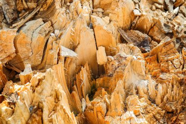 Kırık bir ağacın eski bir kütüğünün kalıntıları. Bacağın dokusu, iklim değişikliğinin etkileri.