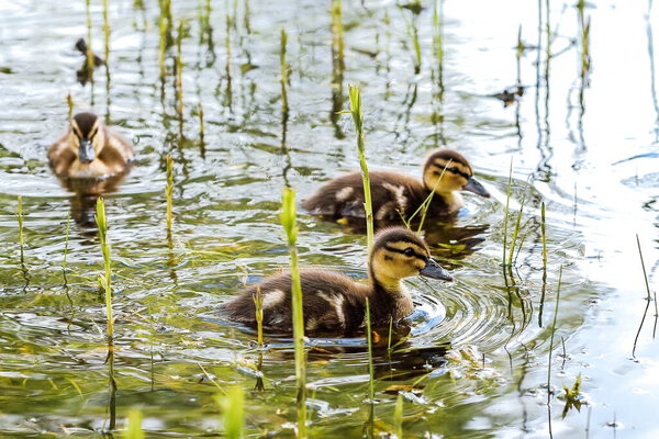 little ducklings swim in the water on the pond