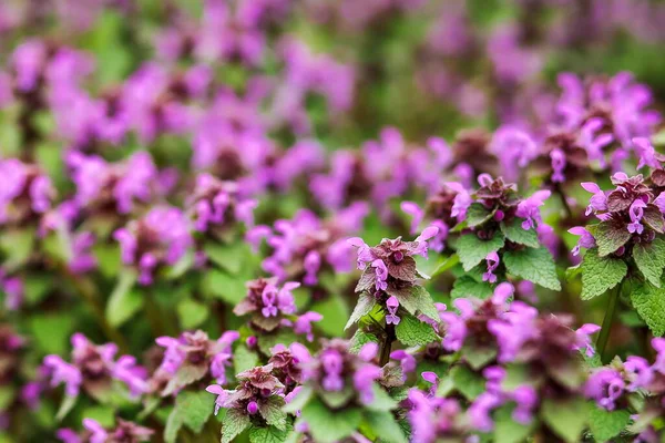 Ламий Пурпурный Цветет Лугу Размытом Естественном Фоне — стоковое фото