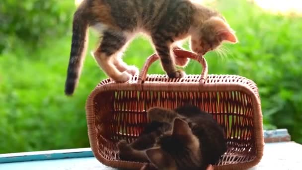 Δύο μικρά γατάκια παίζει και άλματα. Ριγέ tabby γκρι και κόκκινο γατάκι παίζει με το φίλο γάτα του. Γατάκι σε ένα ψάθινο καλάθι υπαίθρια σε ένα πράσινο και μπλε φυσικό φόντο — Αρχείο Βίντεο