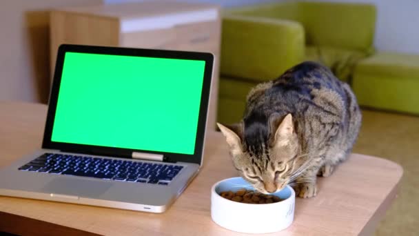 Кіт їсть з тарілки на дерев'яному столі біля хромосоми зелений дисплей на срібному ноутбуці комп'ютера . — стокове відео