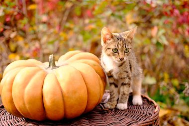 Gri ve kırmızı kedi olgun turuncu zencefil yanında Şükran Günü için güzel balkabağı ve cadılar bayramı