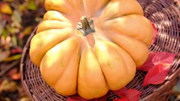 Gengibre de laranja madura bela abóbora para o dia de ação de graças e dia das bruxas — Vídeo de Stock