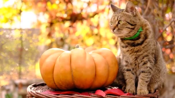 Niedliche entkleidete graue Katze sitzt und schaut sich um und berührt reife orange Ingwer schönen Kürbis für Erntedankfest und Halloween — Stockvideo