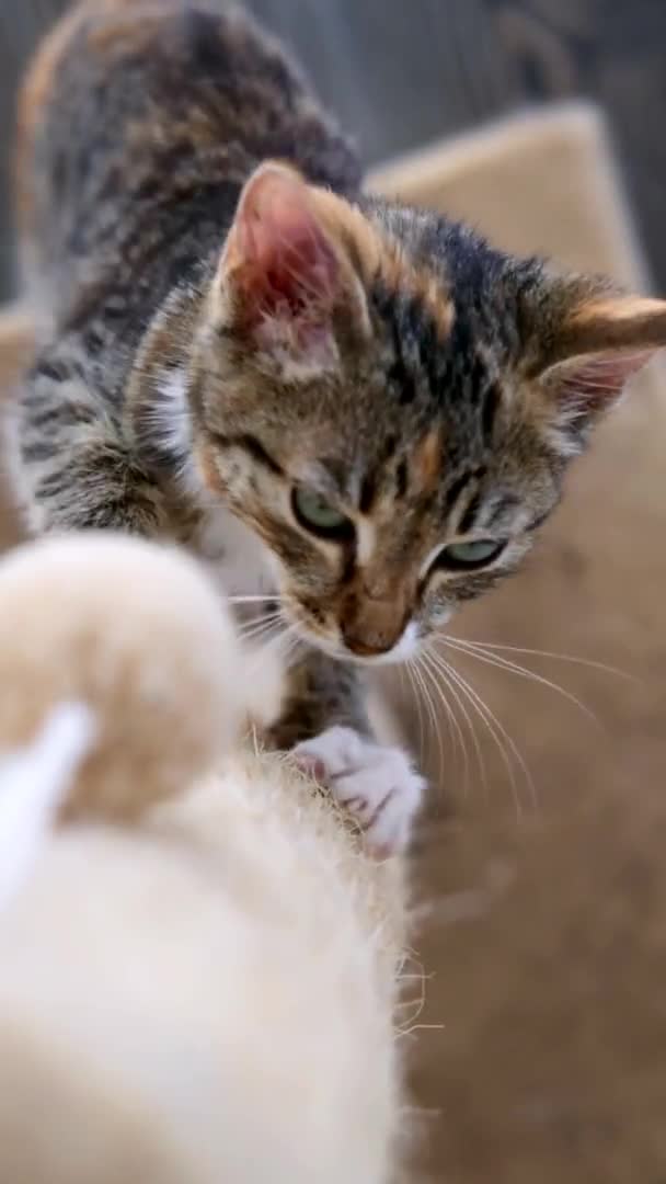 새끼 고양이는 긁는 하마의 발톱을 날카롭게 물어뜯는다 — 비디오