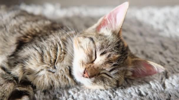 Cute tabby grey cat falls asleep on the floor on grey carpet in the room — Stock Video