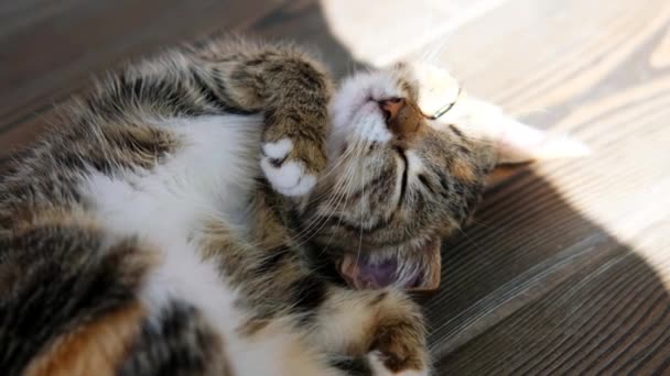 Симпатичные серые кошки засыпают на полу от плитки и ягнят в комнате — стоковое видео