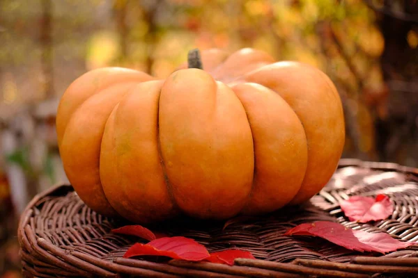 Ripe orange ginger beautiful pumpkin for thanksgiving day and halloween — Stock Photo, Image