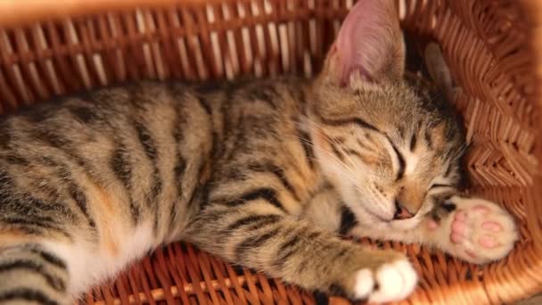 작은 타비 키티 고양이가 바구니에서 잠 든다 — 비디오