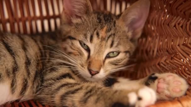 작은 타비 키티 고양이가 바구니에서 잠 든다 — 비디오