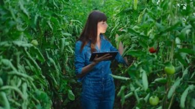 Güzel çiftçi kız, yeşil evdeki domates kalitesini tabletle kontrol ediyor..