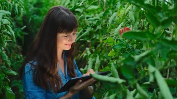 Güzel çiftçi kız, yeşil evdeki domates kalitesini tabletle kontrol ediyor.. — Stok video