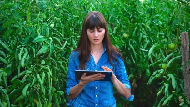 Agricultora mujer en invernadero comprueba calidad de tomate mostrando pulgar hacia arriba.. — Vídeos de Stock