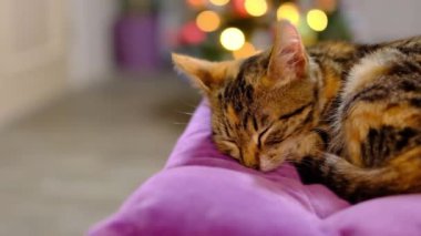 Kırmızı ve gri çizgili küçük kedicik Noel ağacının arkasındaki mor yastıkta uyuyor.