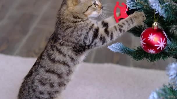 Тэбби полосатый серый кот играет с игрушкой Рождественский мяч на новогоднюю елку в комнате — стоковое видео