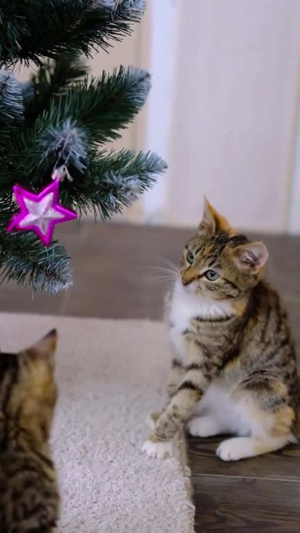 Тэбби полосатый серый кот играет с рождественский розовый шар игрушка на новогоднюю елку в комнате . — стоковое видео