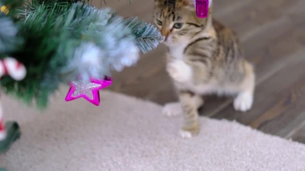 Tabby rayas gato gris juega con el juguete de la bola rosa de Navidad en el árbol de año nuevo en la habitación — Vídeos de Stock