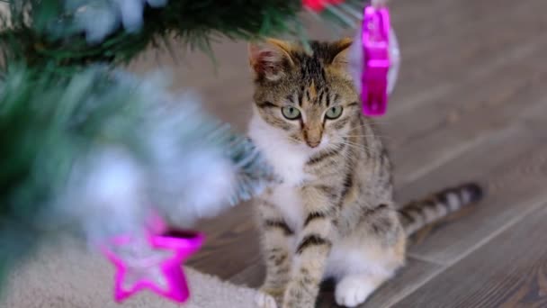 Tabby rayas gris y jengibre gato se sienta cerca del árbol de Navidad, la decoración de la bola de juguete rosa en la habitación — Vídeo de stock