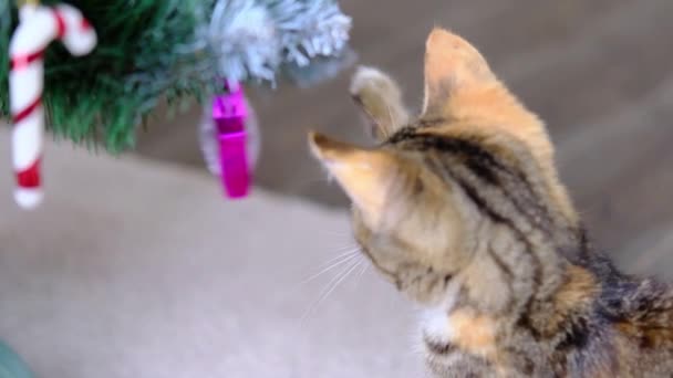 Tabby rayas gato gris juega con el juguete de la bola rosa de Navidad en el árbol de año nuevo en la habitación — Vídeos de Stock