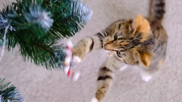 Tabby rayas gris y rojo gatito juega con Navidad caramelo juguete en árbol de año nuevo en la habitación — Vídeo de stock