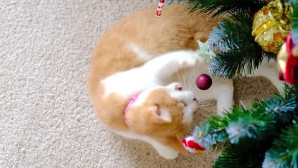 Tabby piros gyömbér cica játszik karácsony piros labda játék újévi fa a szobában a szőnyegen — Stock videók